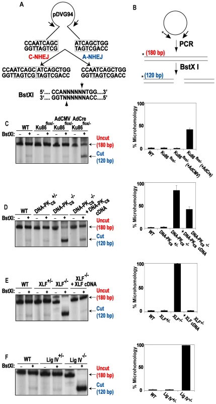 Independent confirmation of microhomology-mediated end joining in C-NHEJ mutant cell lines.