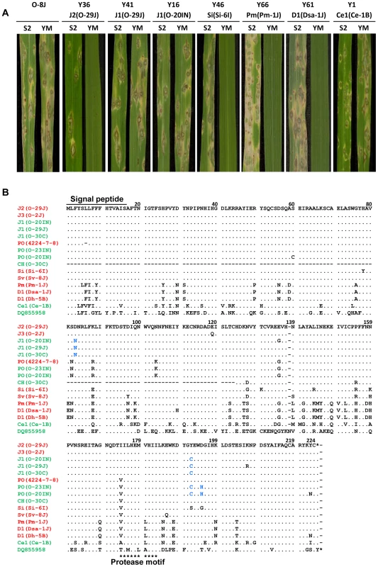 Functional analysis of <i>AVR-Pita</i> homologs with respect to avirulence activity.