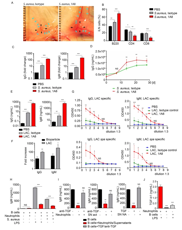 Neutrophils limit the humoral response following local immunization or infection.