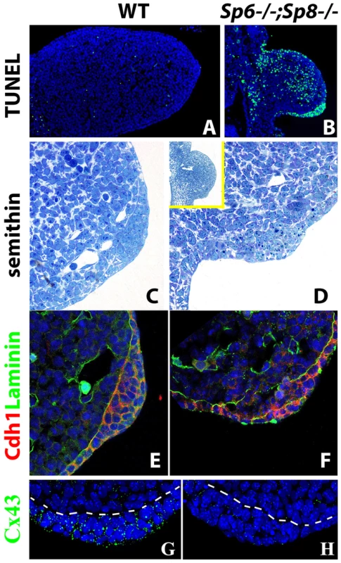 Effects of inactivating <i>Sp6</i> and <i>Sp8</i> genes on cell survival and AER morphogenesis.