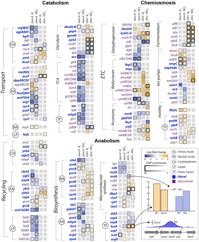 Integration of ChIP-chip, gene expression, and biological context.