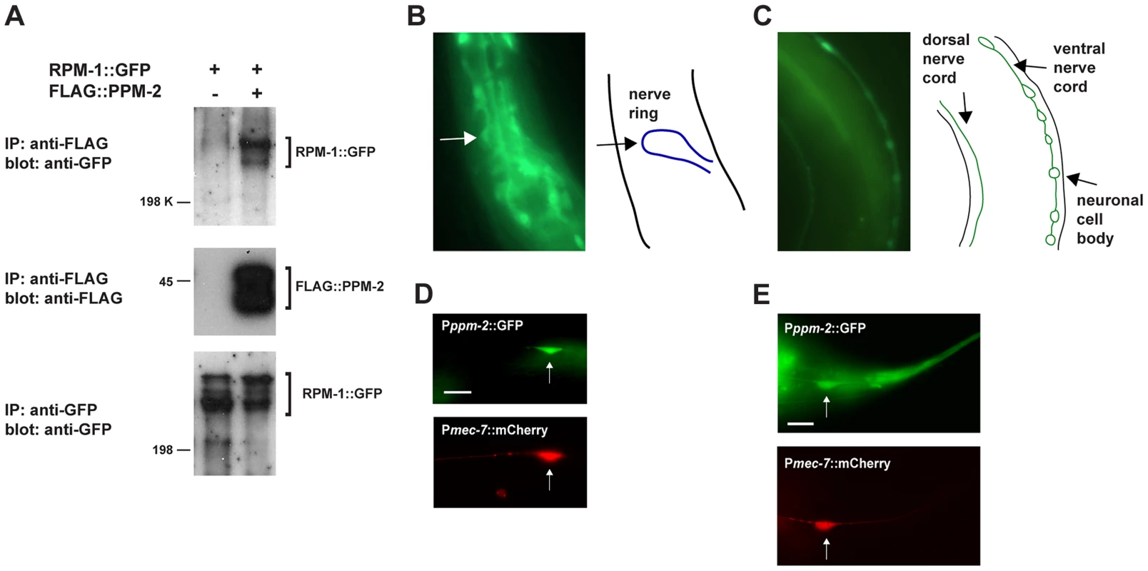 RPM-1 binds to the PP2C phosphatase PPM-2.