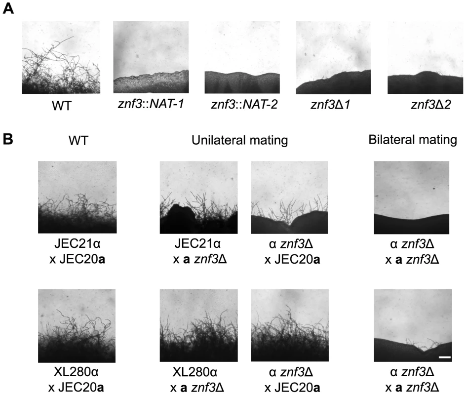 Deletion of <i>ZNF3</i> impairs hyphal development during bisexual and unisexual reproduction.