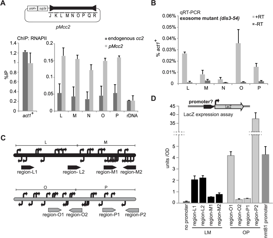 High levels of RNAPII but low levels of transcripts are found at central domain.