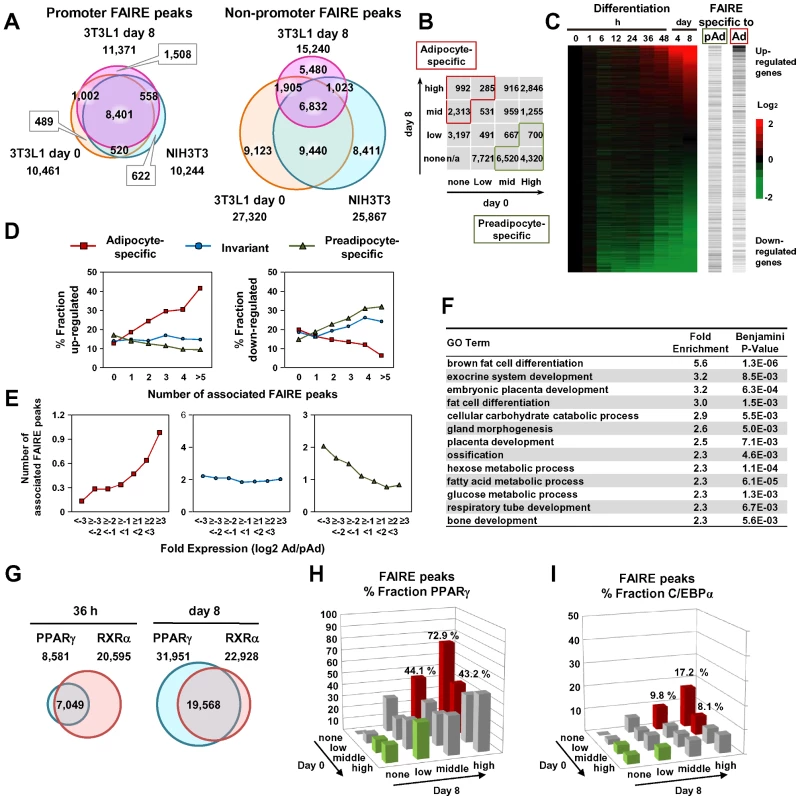 Cell type– and differentiation-dependent FAIRE peaks.
