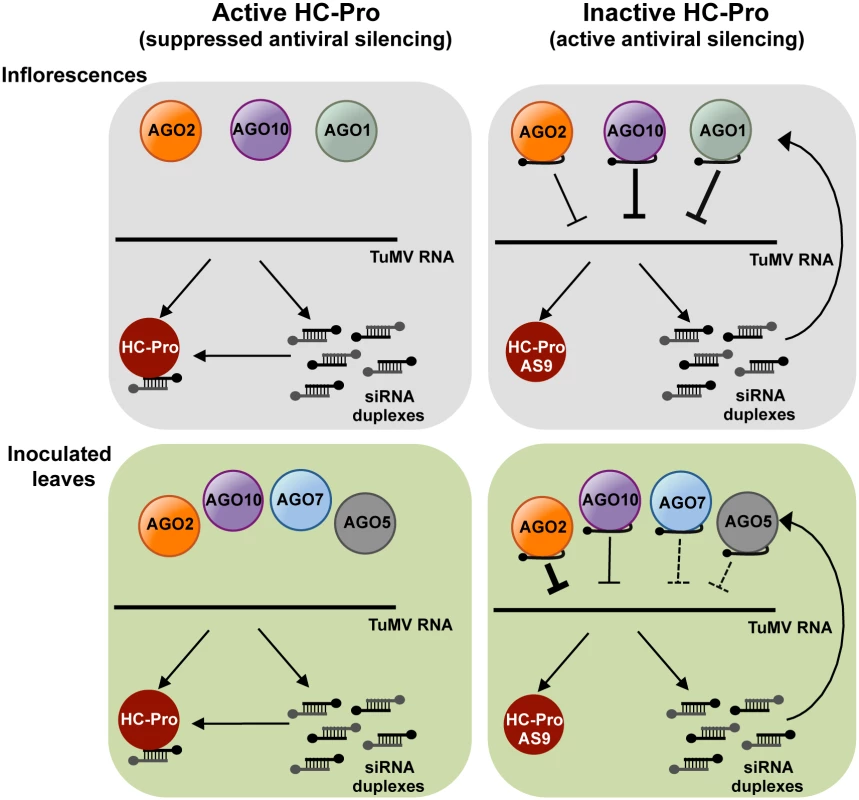 A model for direct action of <i>A</i>. <i>thaliana</i> AGO proteins in anti-TuMV defense.