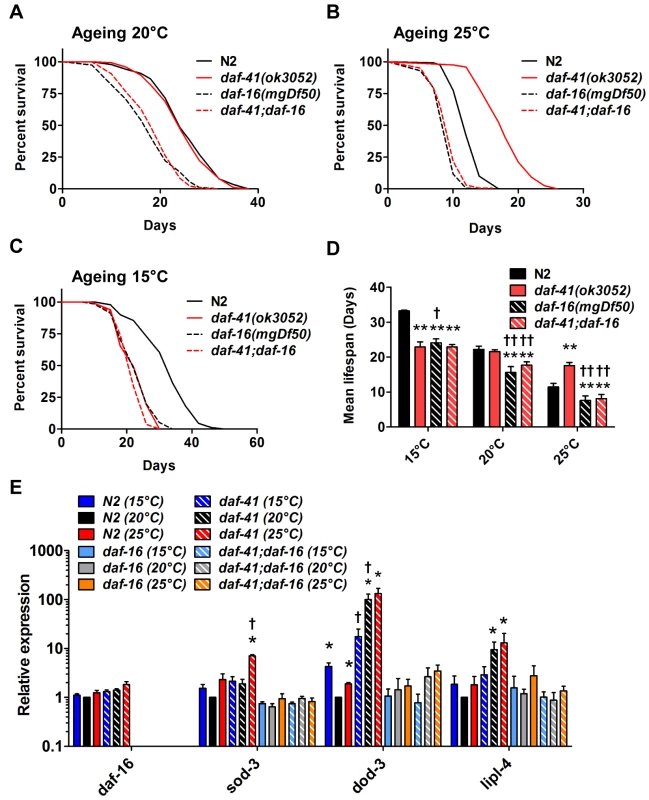<i>daf-41</i> longevity is dependent on <i>daf-16</i>/FOXO.