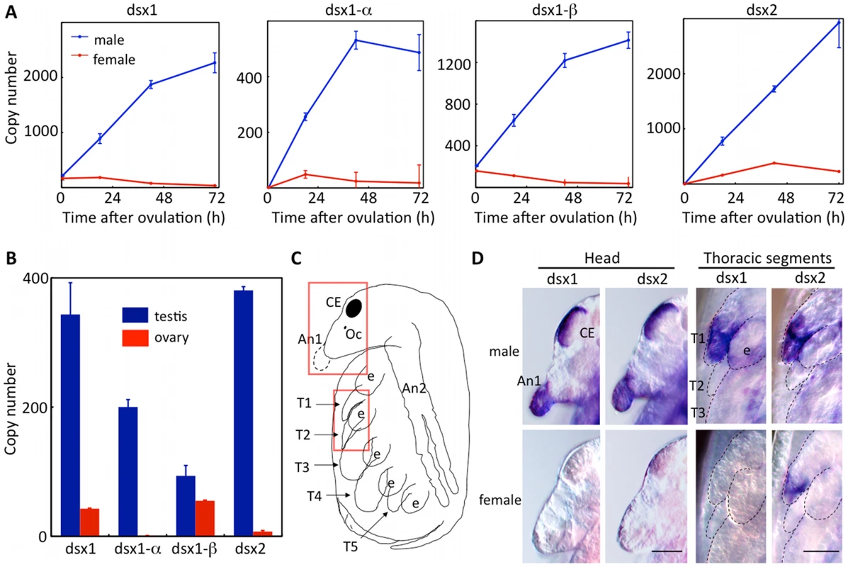 Temporal and spatial dimorphic gene expression of <i>Dsx</i> genes during development.