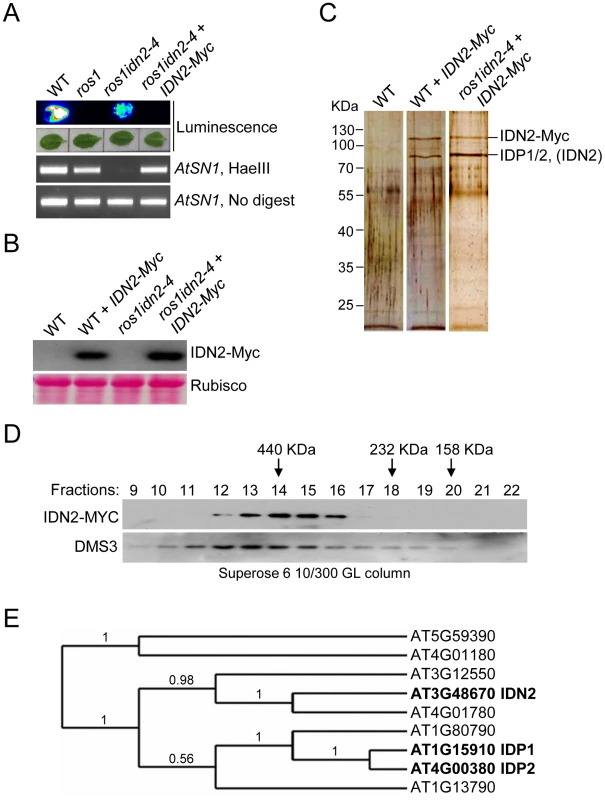 Characterization of the IDN2 complex.
