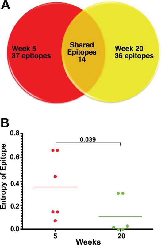 Epitope mapping reveals a change in the CD8 T cell repertoire and in immunodominance.