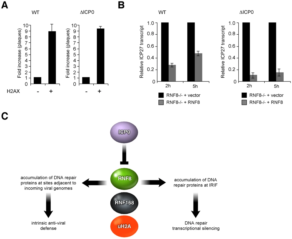 H2AX is beneficial for HSV-1 replication while RNF8 represses viral genomes.