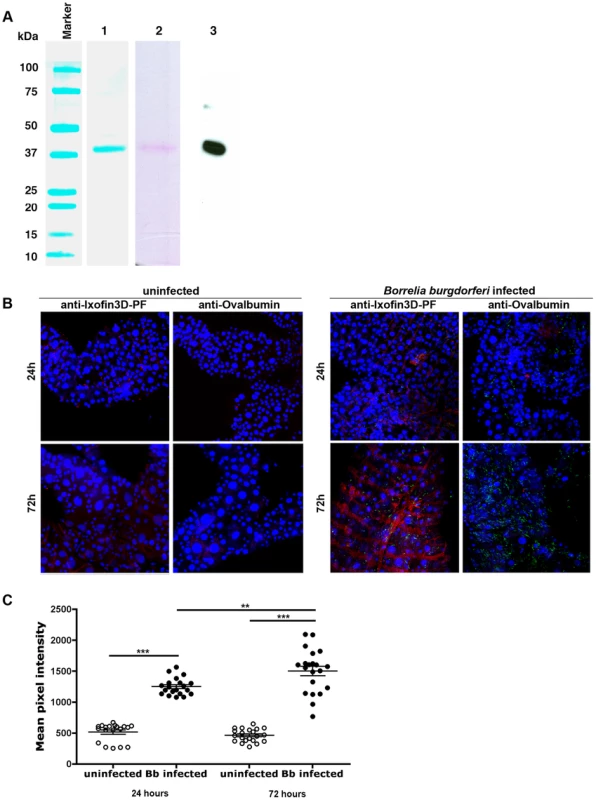 Ixofin3D localization in the tick gut.