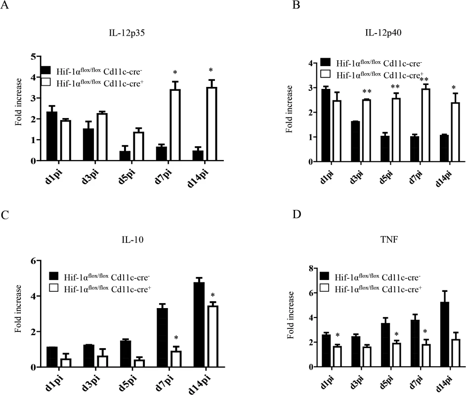HIF-1α hampers dendritic cell function.
