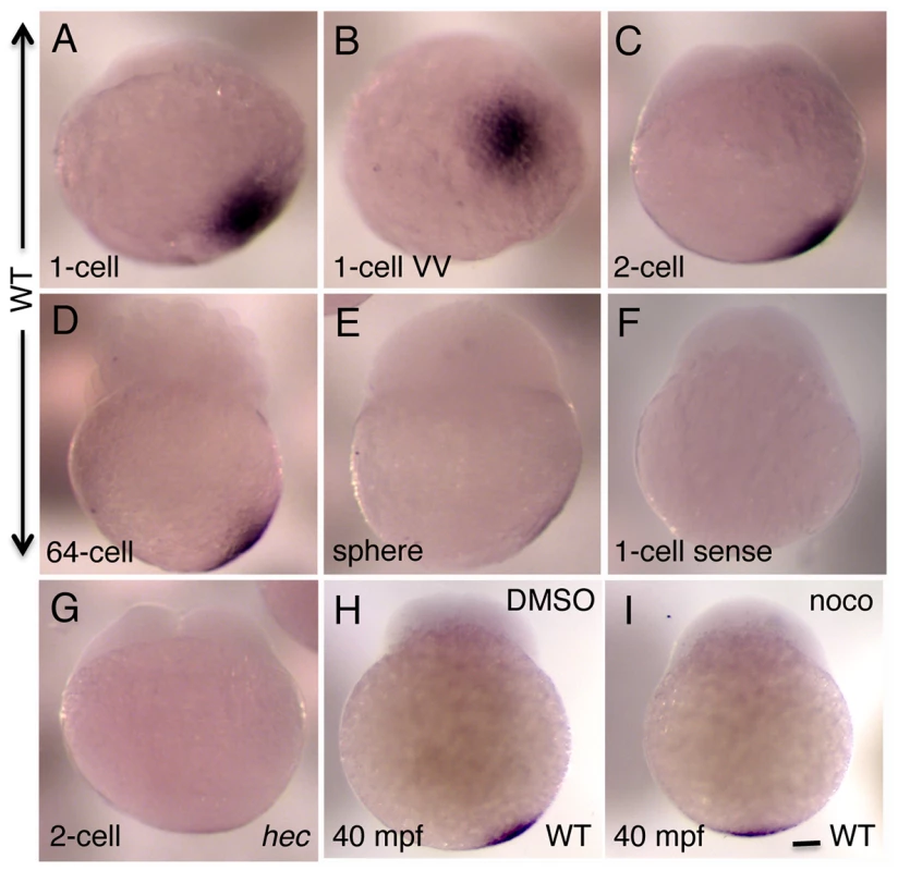 Whole mount in situ hybridization analysis of the expression of zebrafish <i>grip2a</i> mRNA in early embryos.