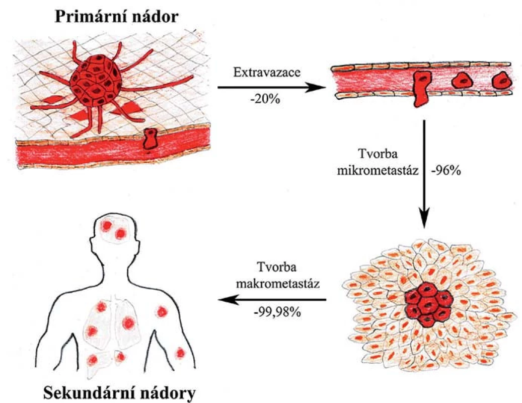 Selekce v průběhu metastatické kaskády.
Jednotlivé fáze metastazování připomínají darwinovskou selekci s nejkritičtějšími kroky v závěru celého procesu, kdy se nádorové buňky musí adaptovat v novém prostředí a iniciovat proliferaci.