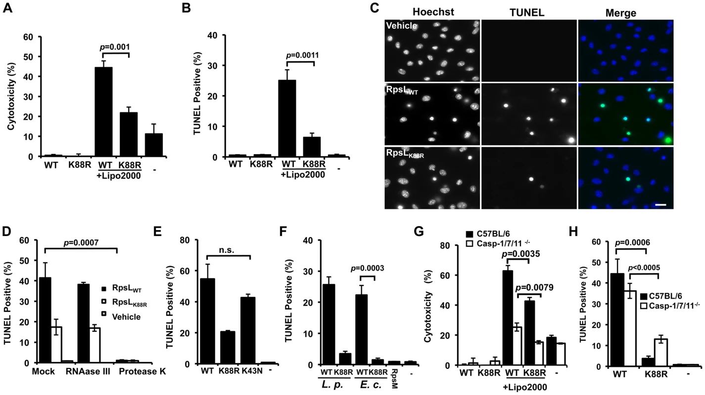 RpsL induces cell death in macrophage.