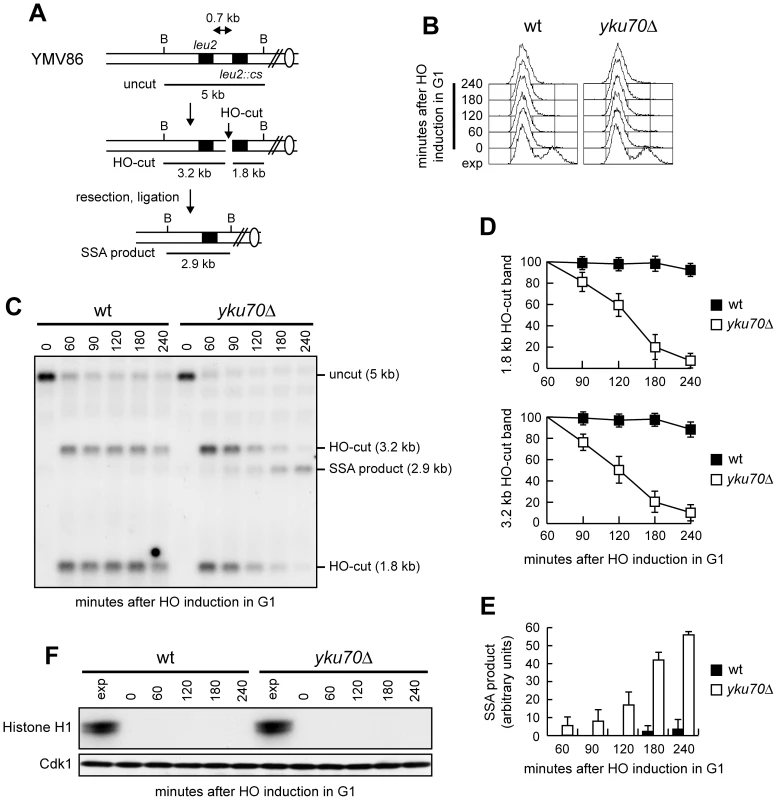 SSA-mediated DSB repair in <i>yku70Δ</i> G1 cells.