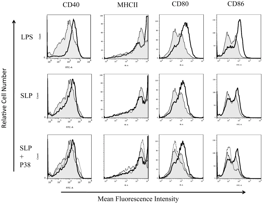 SLP-induced DC maturation is dependent on p38.