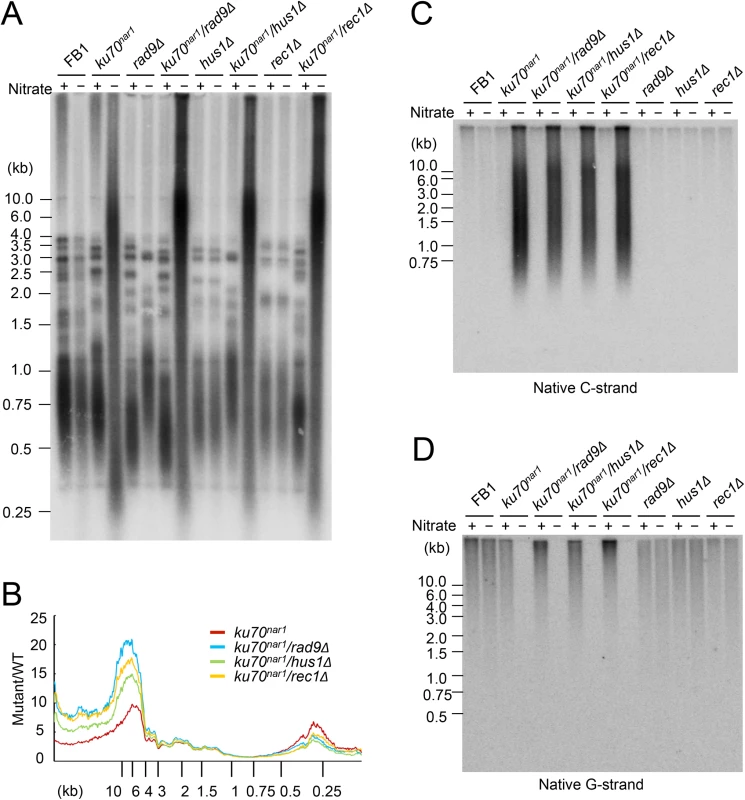 The telomere phenotypes of the <i>9-1-1 ku70</i><sup><i>nar1</i></sup> double mutants.