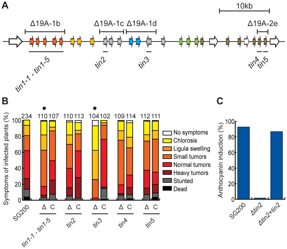 Virulence of <i>tin</i> gene deletion mutants and complemented strains.