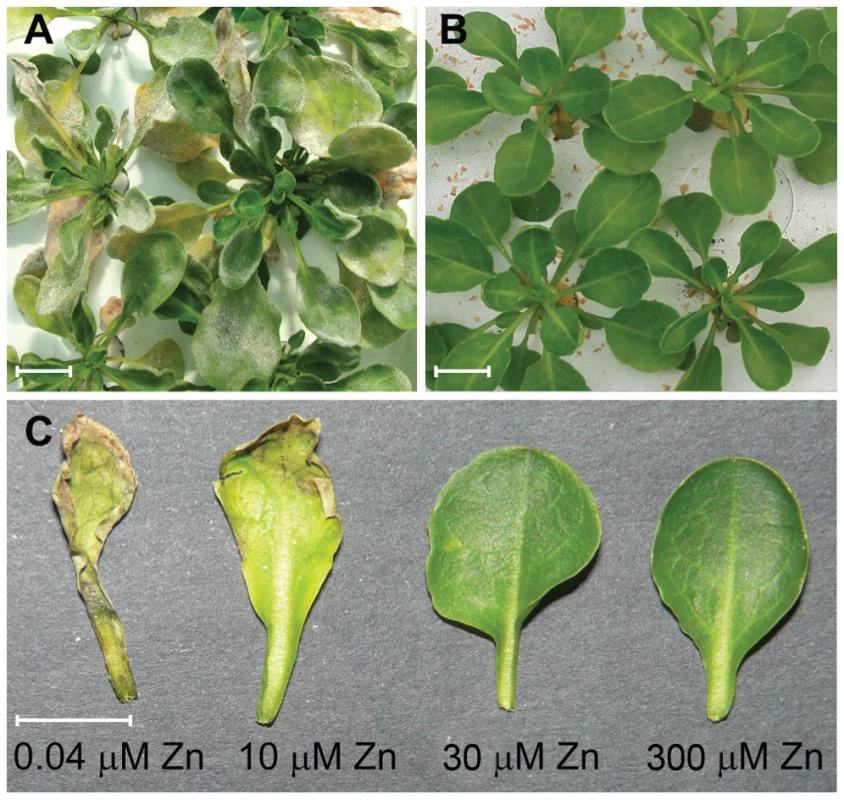 High zinc concentrations suppress disease symptoms in <i>Thlaspi caerulescens</i>.