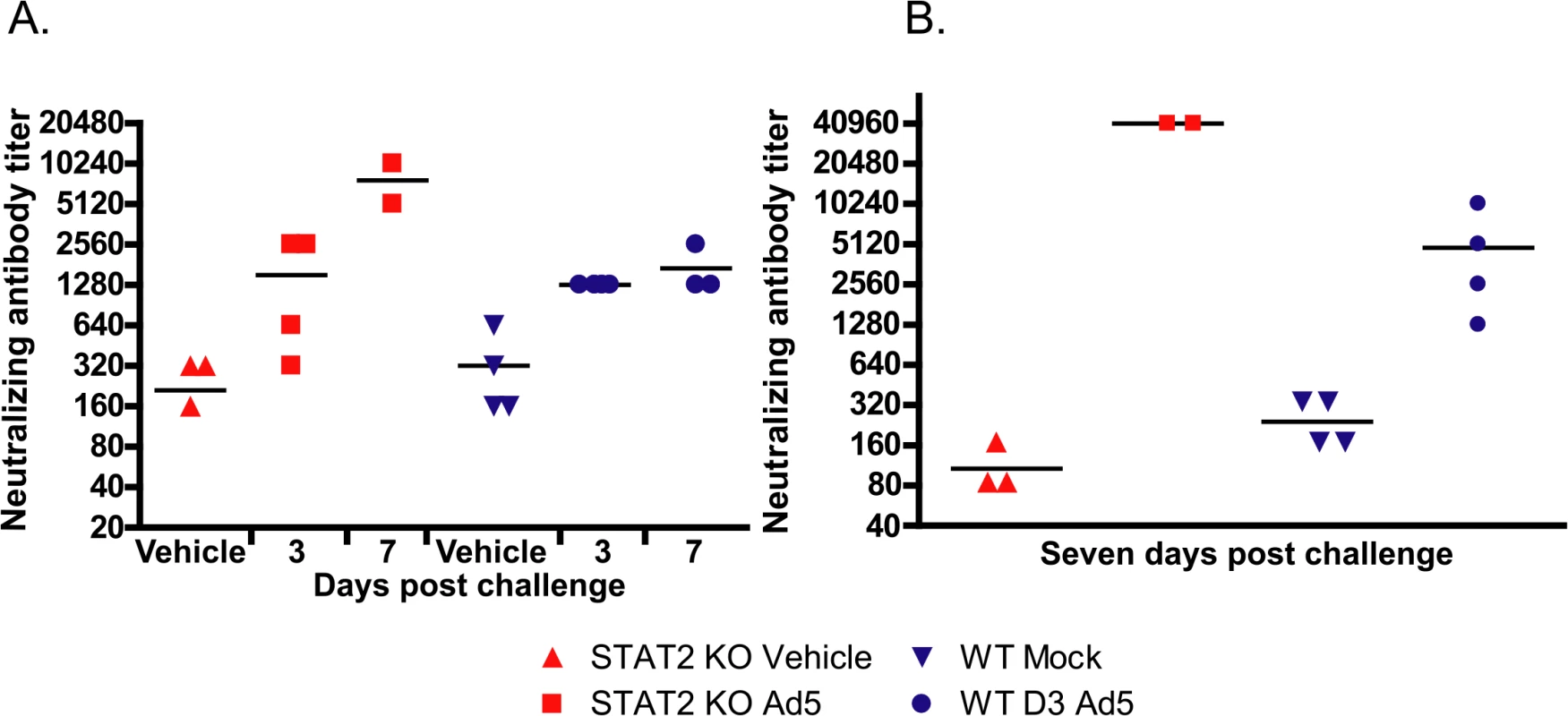 After Ad5 infection, the humoral immune response is accentuated in the STAT2 KO animals.