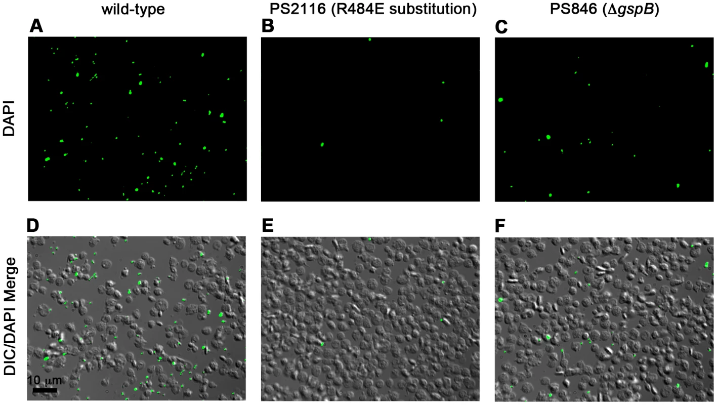 Binding of wild type <i>S. gordonii</i> strain M99, PS2116 (strain M99 with <i>gspb</i> harboring the R484E substitution), and PS846 (Δ<i>gspB</i>) to platelets.