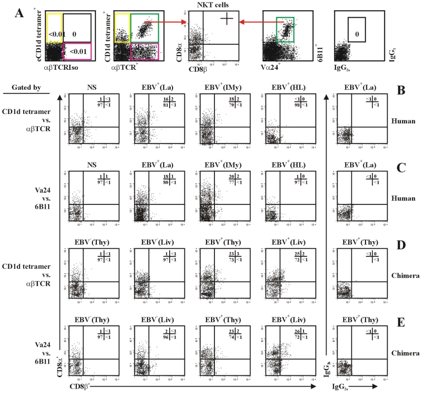 NKT cells differentially express the CD8α and CD8β chain.