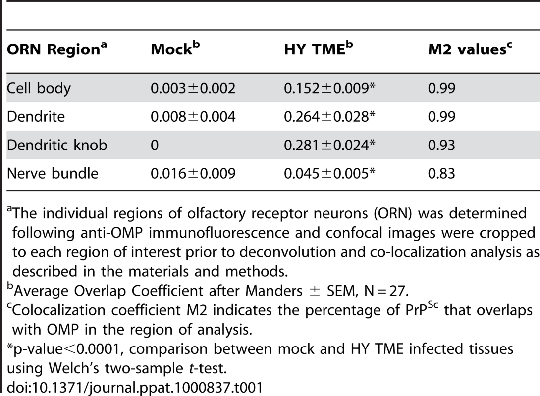 Colocalization of PrP<sup>Sc</sup> and olfactory marker protein in olfactory receptor neurons.