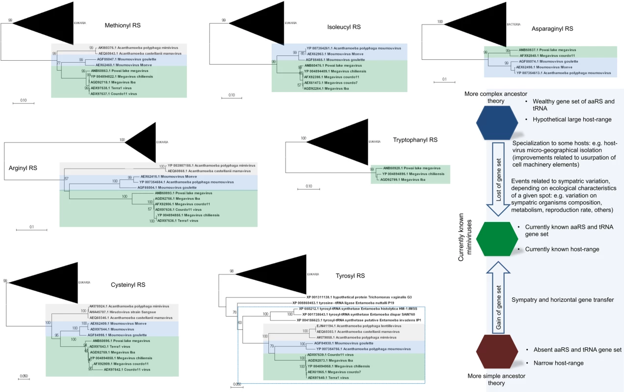 Phylogeny reconstruction of mimiviruses’ aaRS.