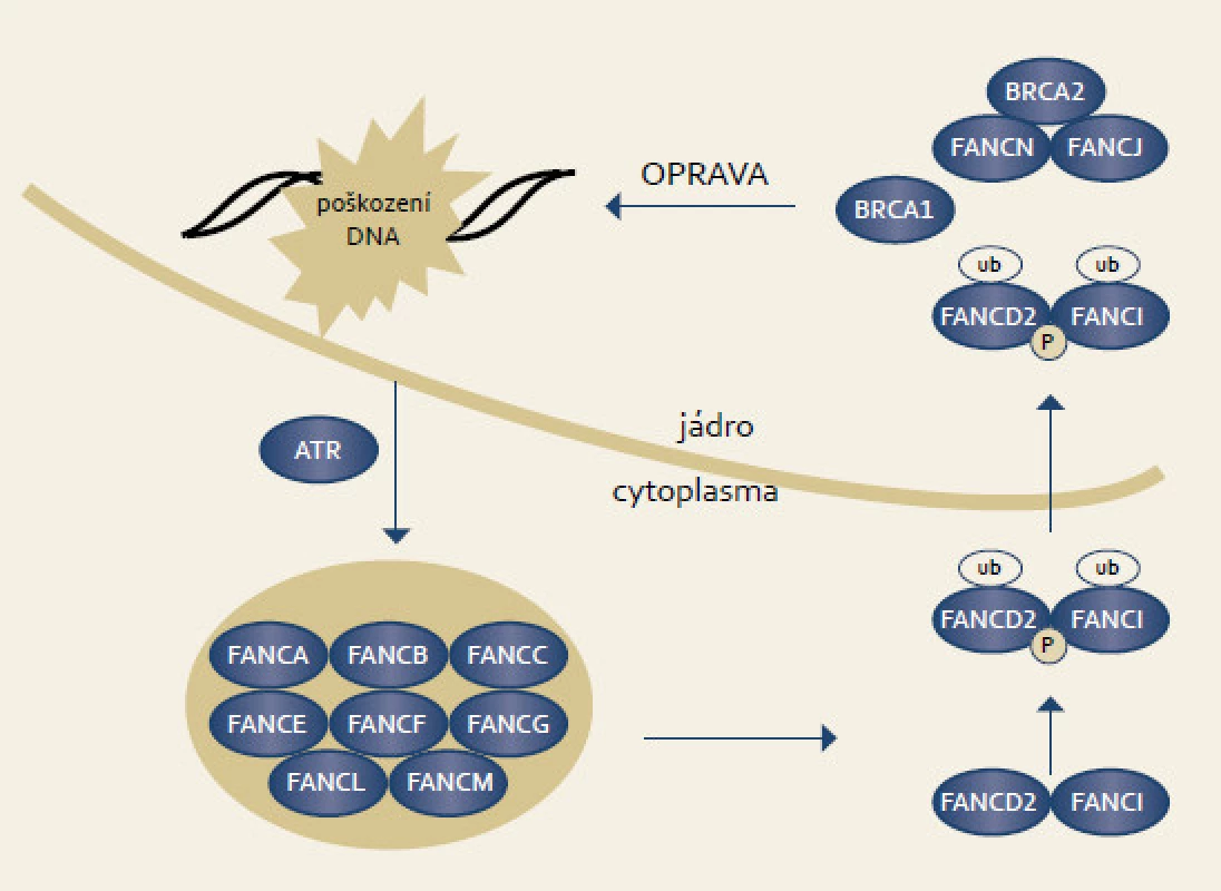 Signální dráhy Fanconiho anemie.
Fig. 4. Fanconi anemia signaling pathway.