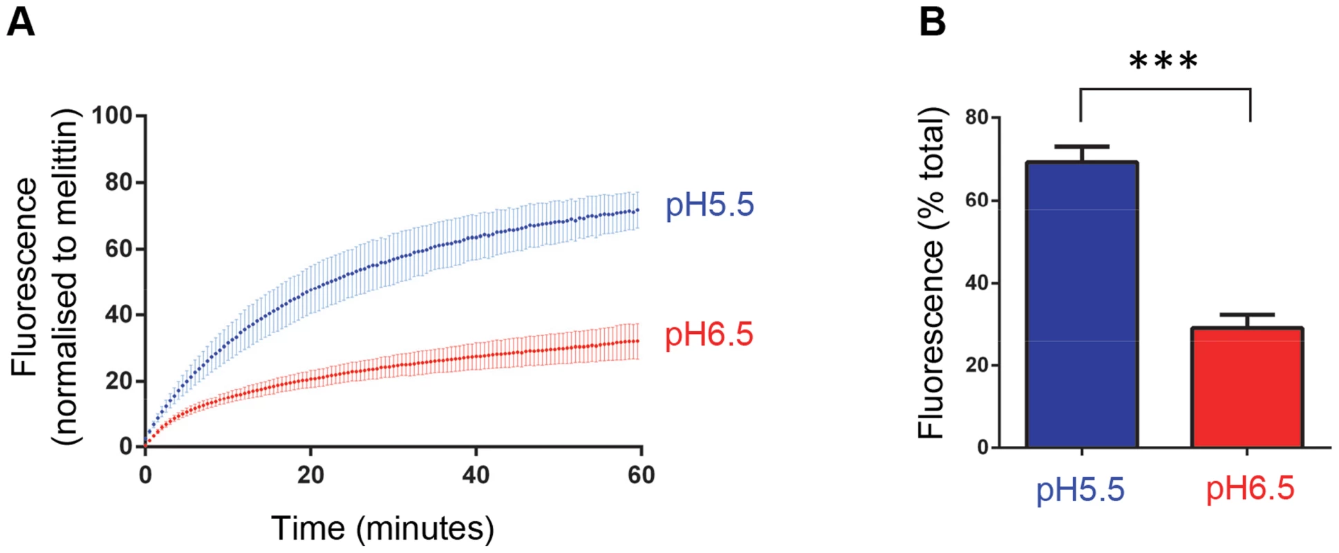 HRV-induced membrane permeability is enhanced by low pH.