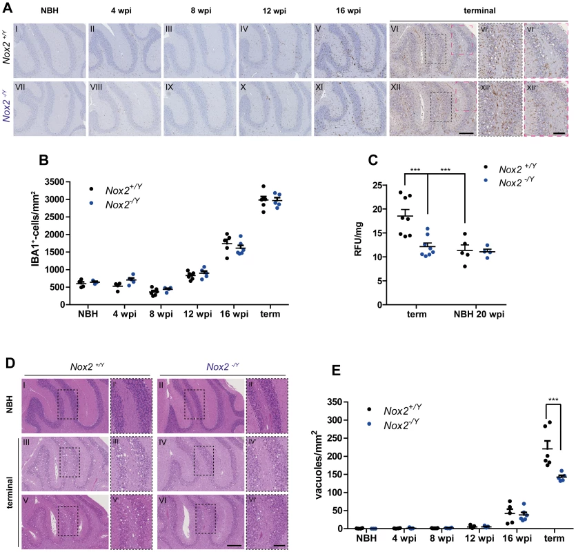 Effect of NOX2 expression on microglial proliferation, ROS production and spongiform changes after prion inoculation.