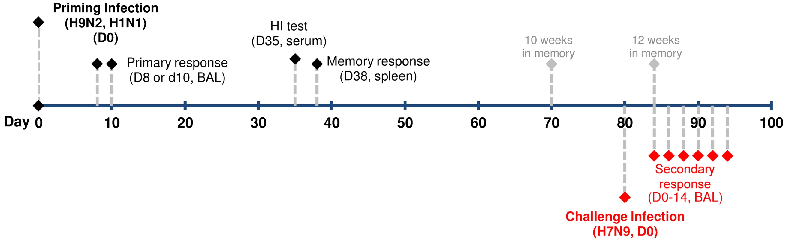 Experimental design for analyzing CTL-mediated heterosubtypic immunity against H7N9 virus infection.