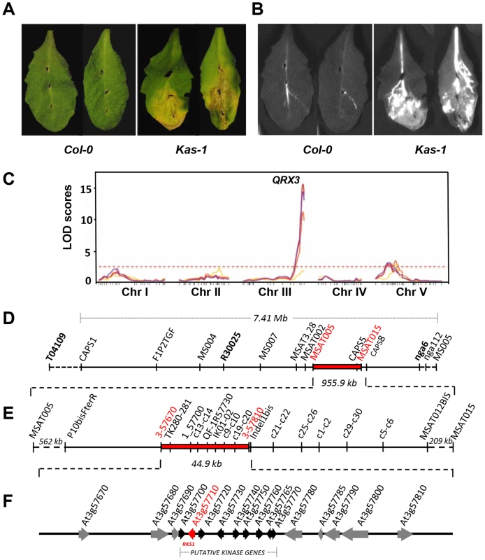 Identification and mapping of the major QTL, <i>QRX3</i>, for resistance to <i>Xcc</i>.