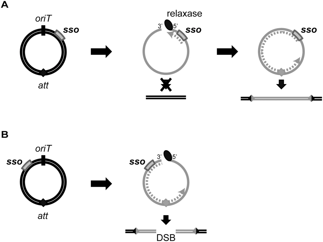 Model of ICE integration with an <i>sso</i> downstream (A) and upstream (B) of <i>oriT</i>.