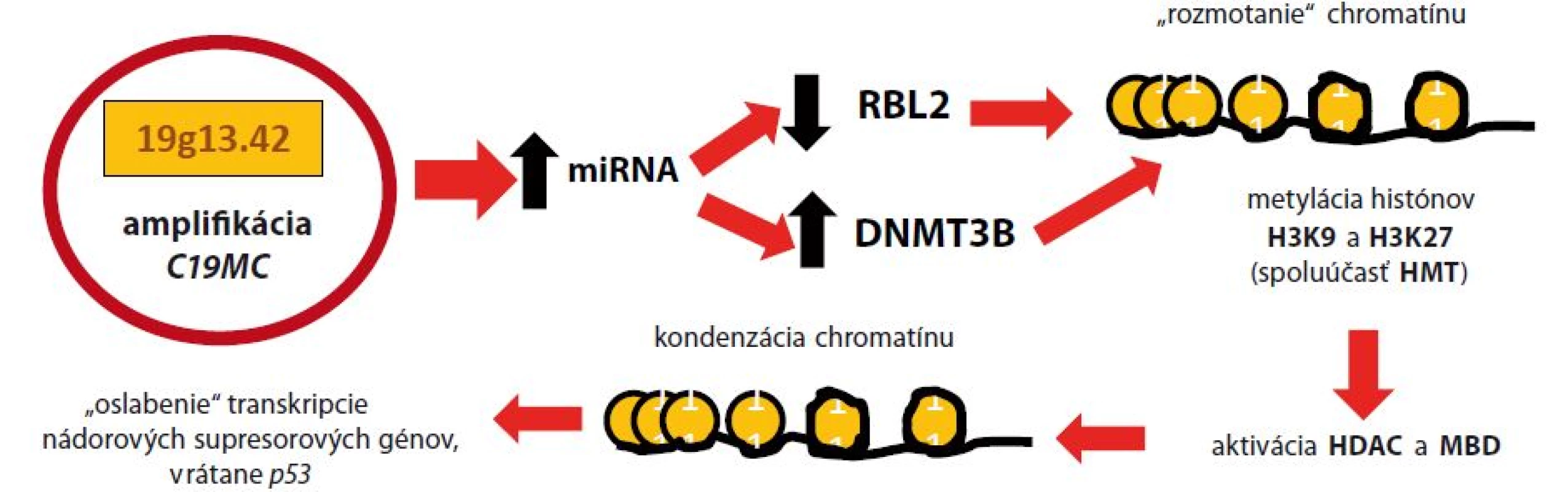 Malígna transformácia pri ETMR amplifikáciou <i>C19MC</i>