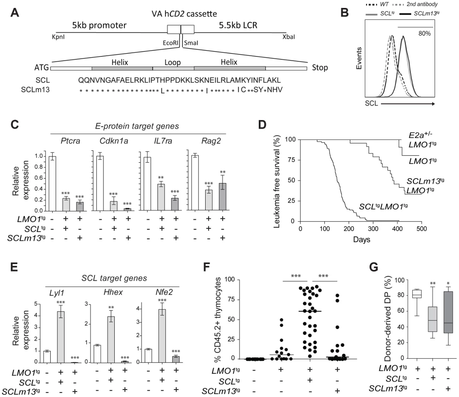 Transcription activation driven by SCL-LMO1 interaction is critical for thymocyte reprogramming and T-ALL induction.