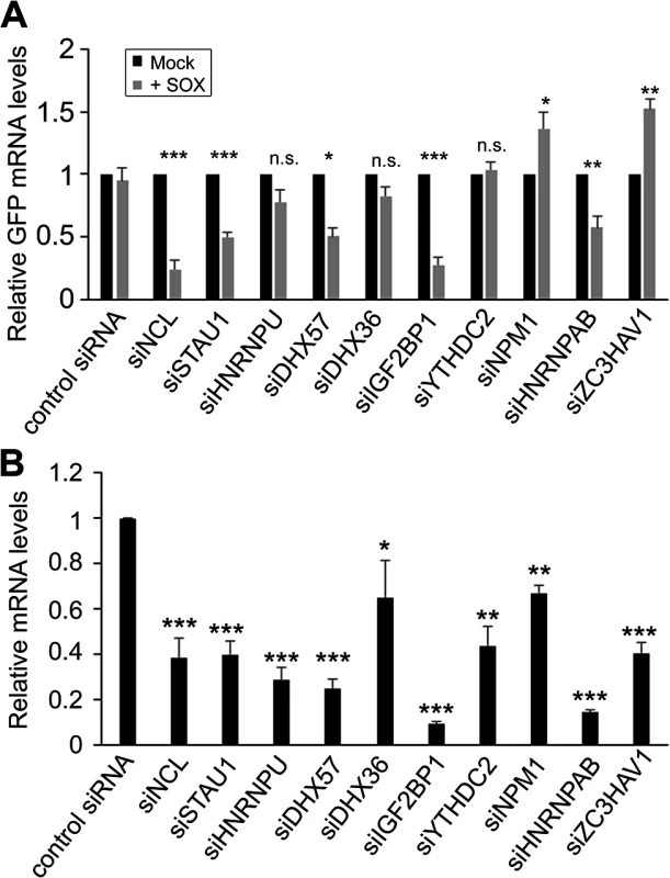 SRE-binding proteins contribute to protection from SOX-mediated decay.