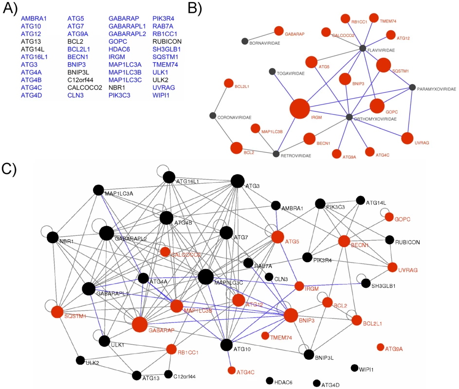 Targeting of the autophagy network by RNA viruses.