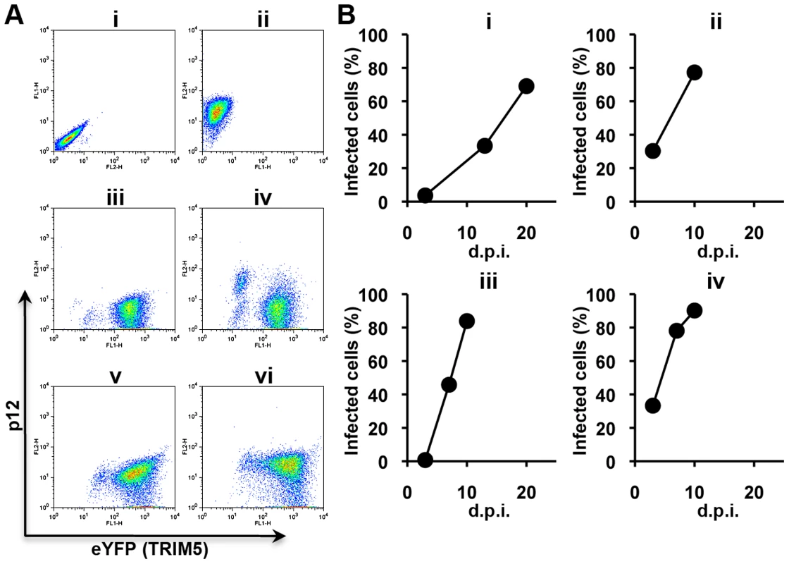 Selection of escape mutants from rhesus macaque TRIM5α.