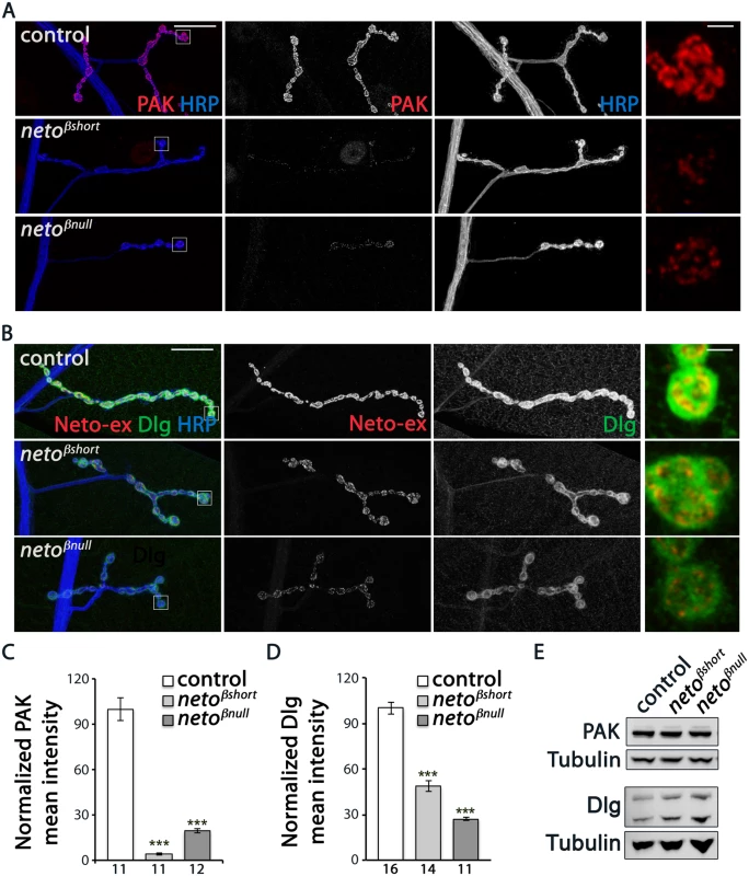 <i>neto-β</i> mutants have reduced postsynaptic components.