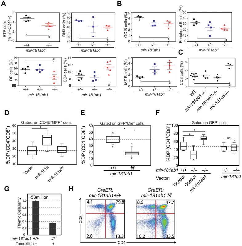 Effects of <i>mir-181ab1</i> deletion on normal development.