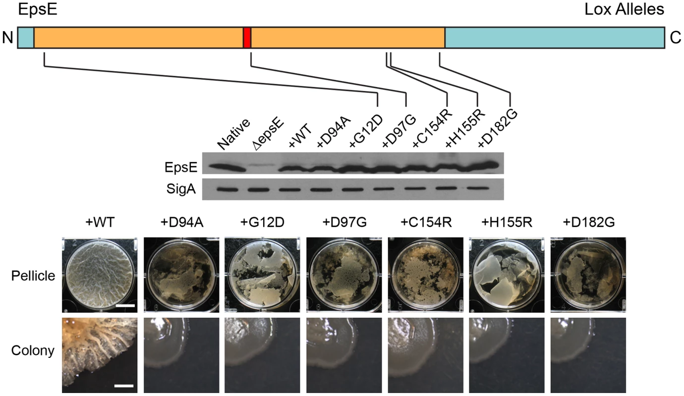 Point mutations in EpsE that abolish biofilm formation.