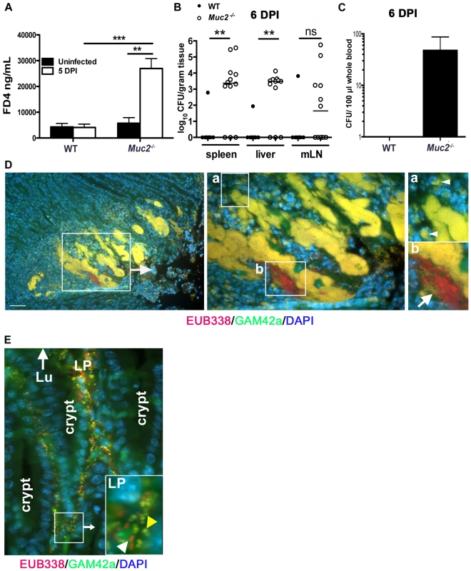 Susceptibility of <i>Muc2<sup>−/−</sup></i> mice to <i>C. rodentium</i> is associated with severe defects in intestinal barrier function and increased translocation of commensal and pathogenic bacteria.