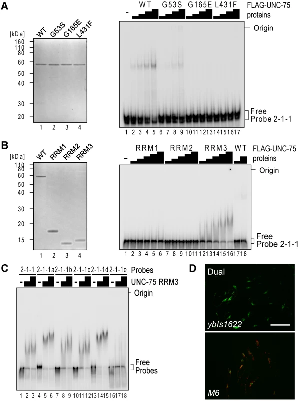 RRM3 of UNC-75 mediates specific binding to the UUGUUGUGUUGU stretch in <i>unc-32</i> intron 7a.