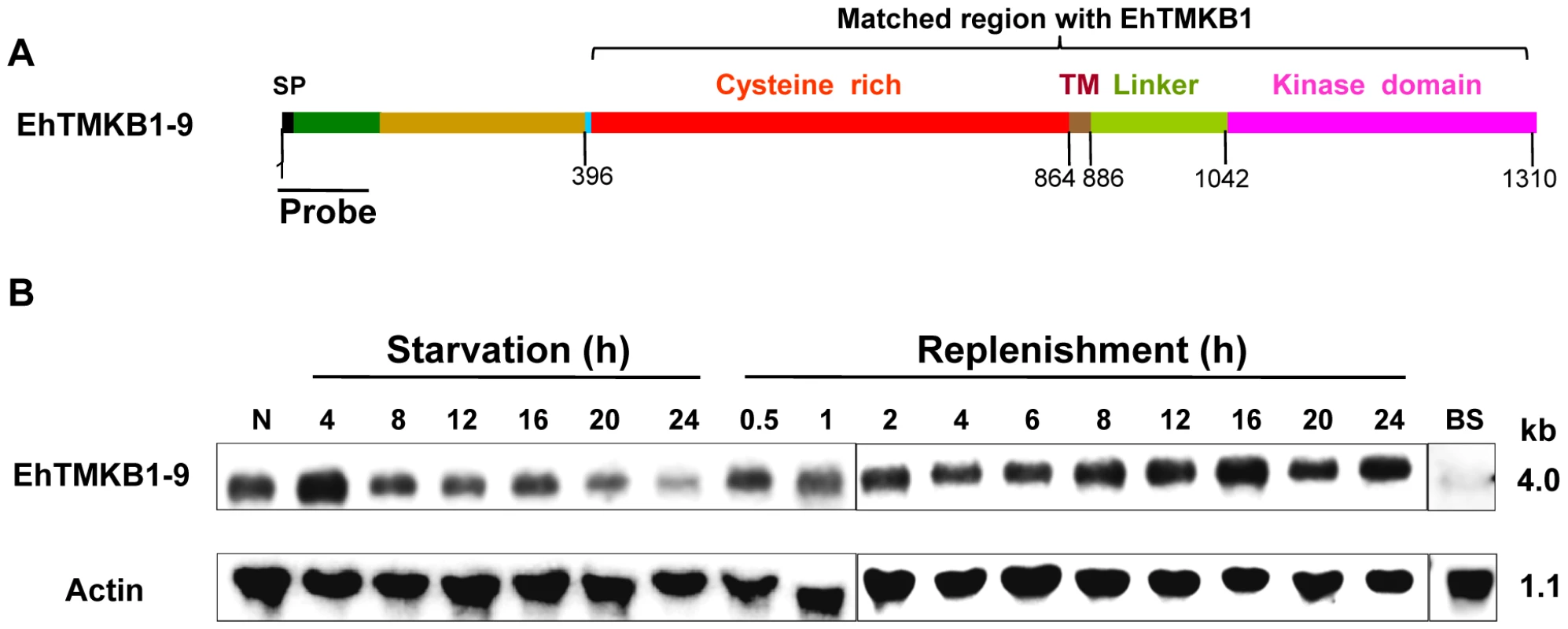 Domain structure and expression analysis of EhTMKB1-9.