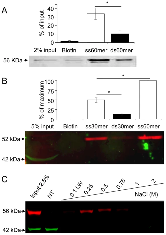 MEIOB protein binds single strand DNA.