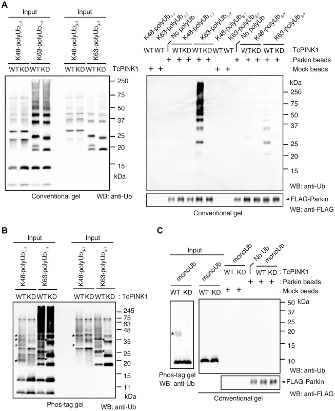 Parkin preferentially binds to K63-linked polyUb phosphorylated by PINK1.