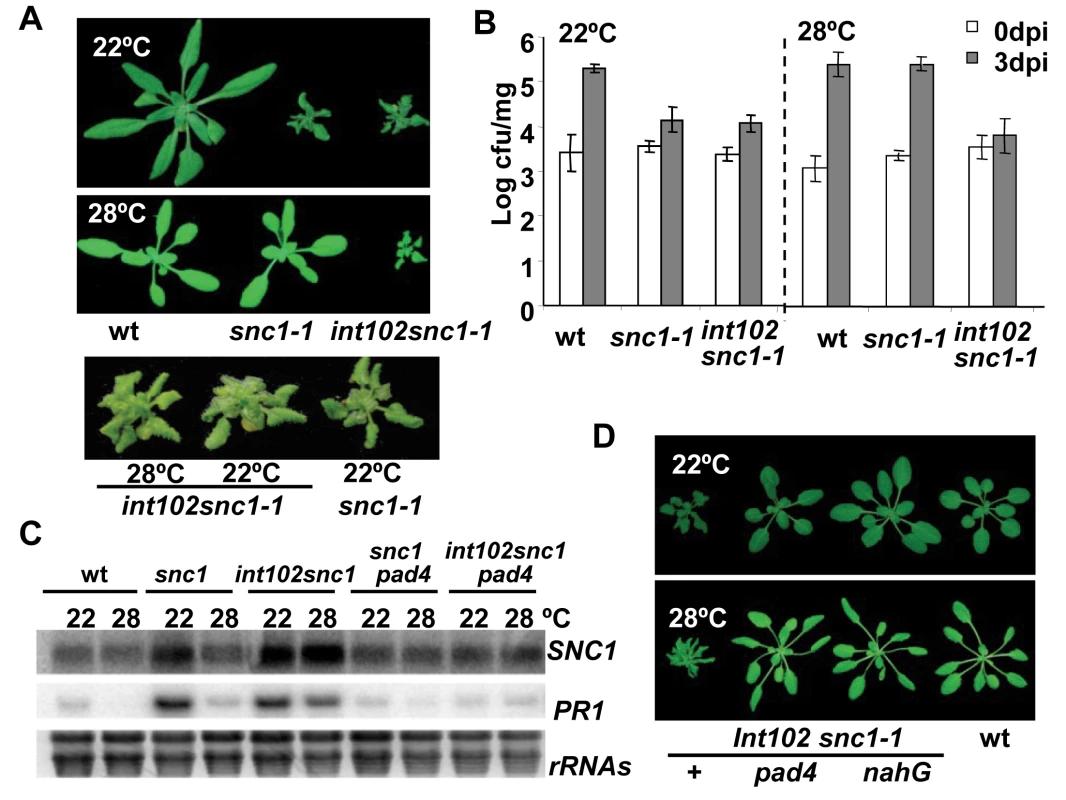 The <i>int102snc1-1</i> mutant has enhanced disease resistance at a high temperature.